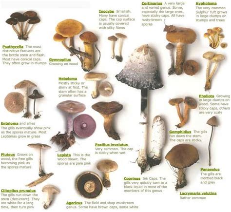 92 Best Oregon Edible Wild Mushrooms Images On Pinterest