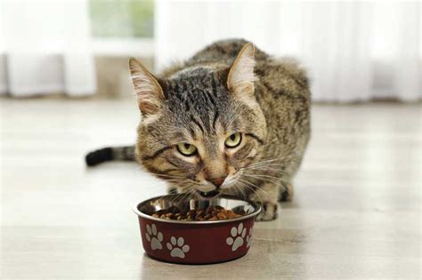 The problems associated with dry food is that they are loaded with carbohydrates which many cats (carnivores) cannot process them. Does diet matter when treating feline diabetes mellitus ...