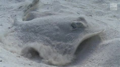 176 People Stung By Stingrays In One Day At Huntington Beach Ca Beach