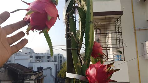 How To Grow Dragon Fruit Plant In Just 2 Feet Pot With Lots Of Fruits