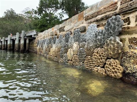 Green Seawalls In Sydney Harbour • Concrete Seawall Modules By Svc Urban