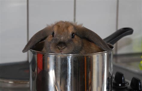 Rabbit On A Stove Flickr Photo Sharing
