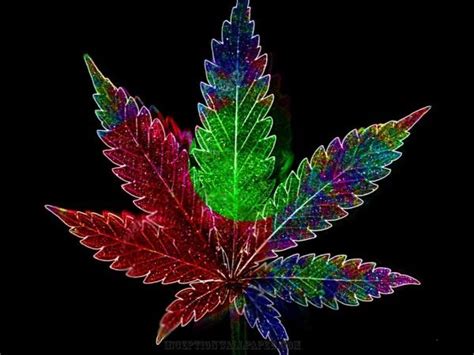 50 Best Images About Weed Plants On Pinterest