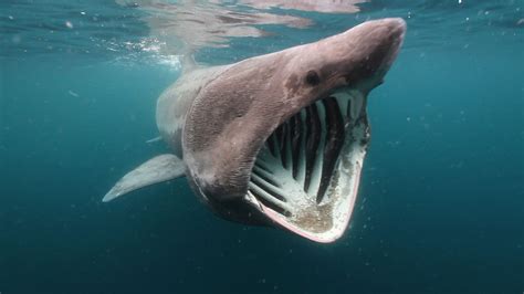 10 Largest Sharks On The Planet Earth Stillunfold