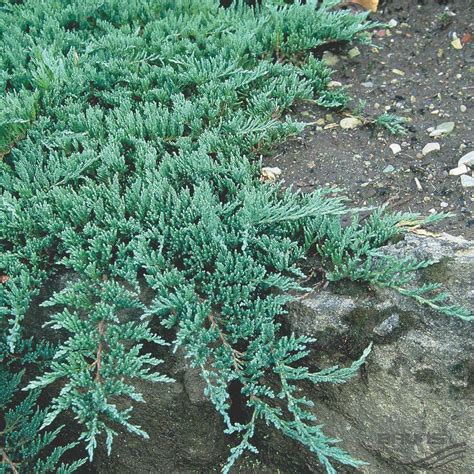 Juniperus Creeping Juniper 6 Pot Hello Hello Plants And Garden Supplies