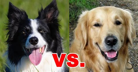 Golden Retriever Vs Border Collie 16 Differences To Help You Choose