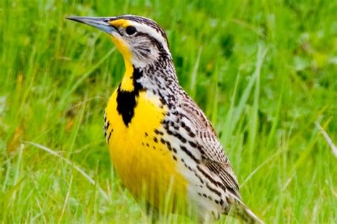 Yellow Belly Birds In Texas Breeds Guide