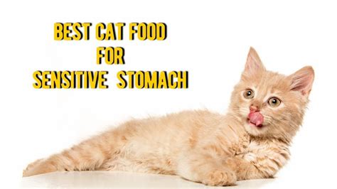 This best wet cat food for sensitive stomach diarrhea can work individually or will be a perfect complement to royal canin digestive care dry the vet recommended purina one sensitive skin & stomach diet leaves no chances of any signs of food allergies, cats' stomach issues, vomiting. The 10 Best Cat Food for Sensitive Stomach and Digestive ...