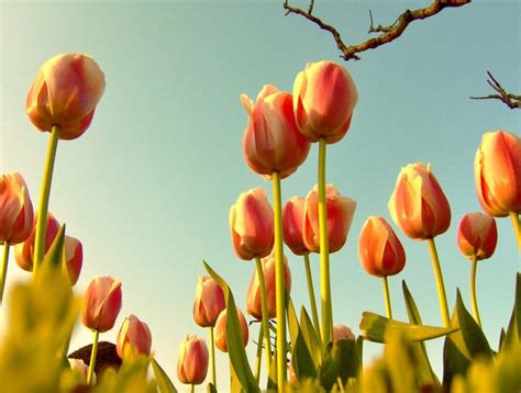 El Tulipán Cuidados E Información Completa Plantas