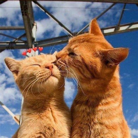 Cat Couple Rcats