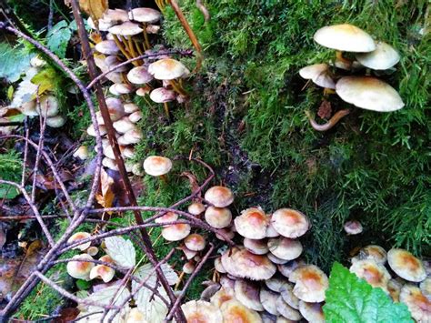 Blue Mushrooms Found In Bc Mushroom Hunting And Identification