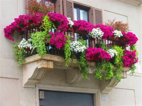 Las plantas hermosas siempre nos encantan. Plantas Balcon Colgantes : Plantas para balcón fáciles de ...