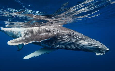 Humpback Whale Hd Wallpaper