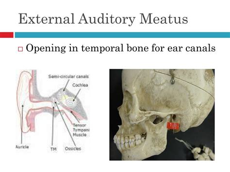 Ear Anatomy And Physiology External Acoustic Meatus