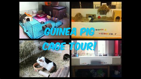 Updated Guinea Pig Cage Tour Youtube