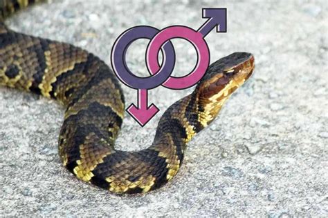 How Can You Tell The Gender Of A Snake Embora Pets