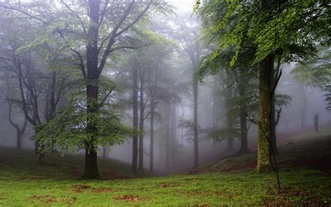 Foggy Forest 2 Wallpaper Nature Wallpapers 35401