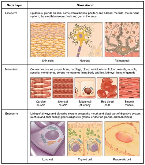 72 Types Of Tissues Biology Libretexts