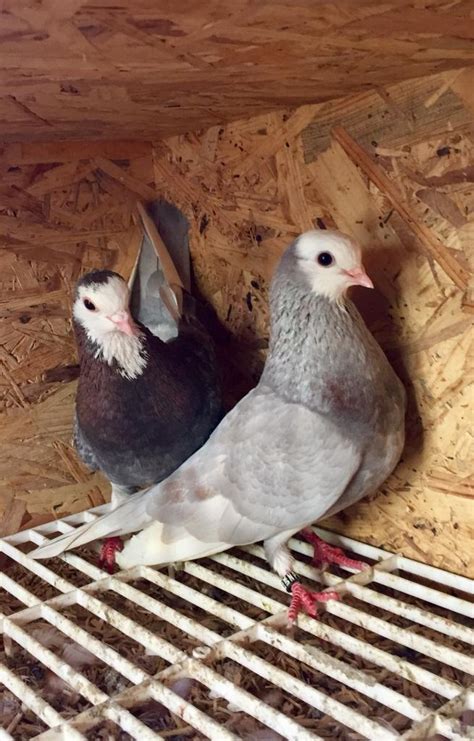 Pair Of Wolverhampton Badge Tumbler Pigeons For Sale In Sheffield