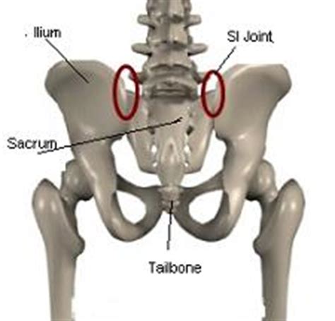 The iliopsoas muscle, which extends from the lower back to. Sacroiliac Joint Pain