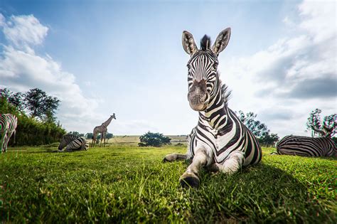 Zebra Facts Habitat Behavior Diet