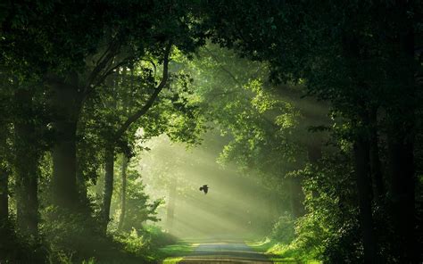 Wallpaper Sunlight Trees Landscape Forest Birds Nature