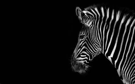 Free Download Black And White Animal Wallpaper 67 Pictures 2560x2048