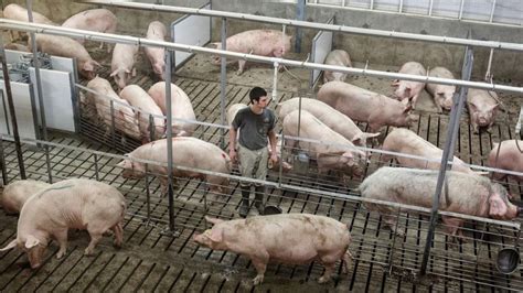 ¿como Es El Proceso Para Criar Y Cuidar Cerdos Todo Sobre Agricultura