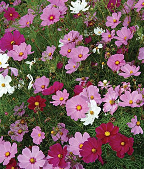 Cosmos Sensation Mix Flower Seeds Easy To Grow Cosmos Flower Etsy