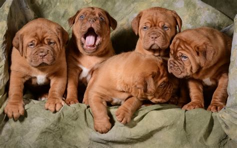 4 Facts About French Mastiffs Greenfield Puppies