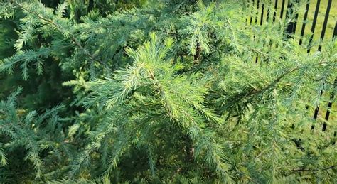 How To Grow And Care For Deodar Cedar