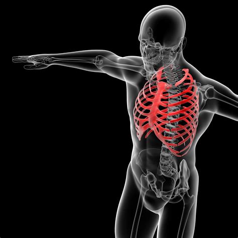 Commonly, the ones that get fractured a lot are the ribs in the middle part of the rib cage. Improve Your Posture and Back Health with Rib Cage Lifts