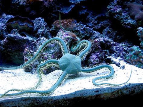 Brittle Sea Star Ophiothrix Sp Photos