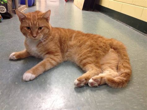 Or found a cat and you're unsure what to do next? Warwick Animal Shelter: Cat Found Near Rte. 37 Ramp ...