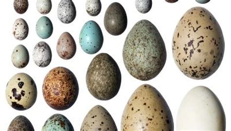 White Bird Egg Identification Sciencing