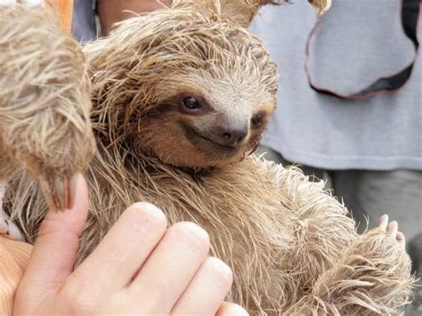 20 Sloth Smiles Revealed In 2020 Cute Sloth Pictures Sloth Cute