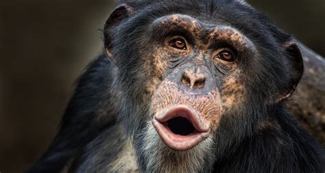 Ontbossing En Stropers Deze Dieren Worden Met Uitsterven Bedreigd