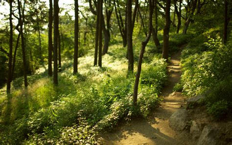 Grass Forest Trees Focus Blur Path Wallpapers Photo 2061 Hd