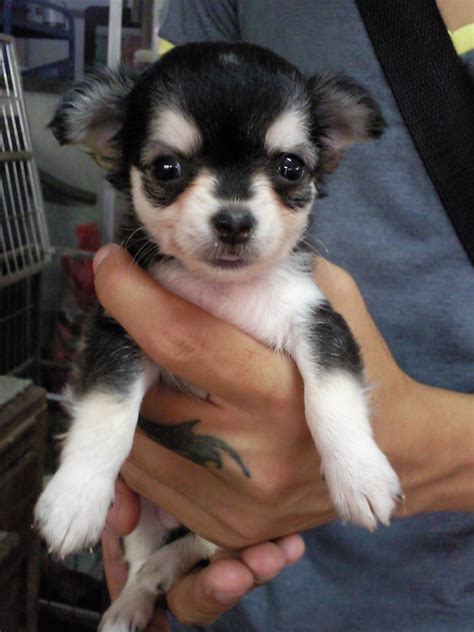 75 Chihuahua Breeders Puppies For Sale Image Bleumoonproductions