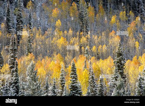 Light Snow Covering The Fall Colored Aspen Trees In The Mountains Of