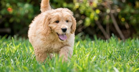 Here are our top 10 best dry dog food brands on sale in 2021. Best Food For Goldendoodle Puppies, Dogs and Seniors