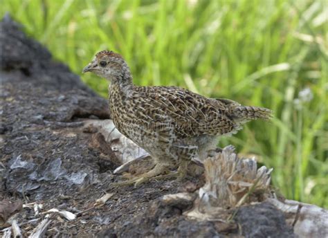 Red Grouse Hen With Her Chick Looking Alert On Grouse Moor Stock Image