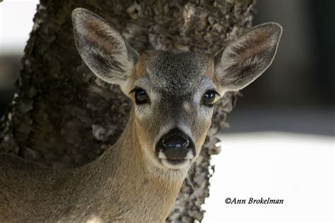 Ann Brokelman Photography Key Deer Florida Keys