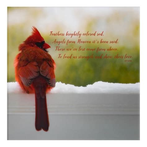 Cardinal With Visitor From Heaven Poem 14x10 Acrylic Print