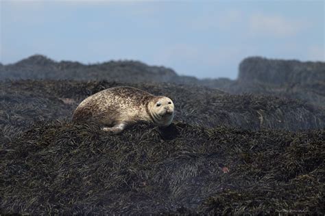 Earless Seal Dog Seal Machias Seal Island Is Also A Res Flickr