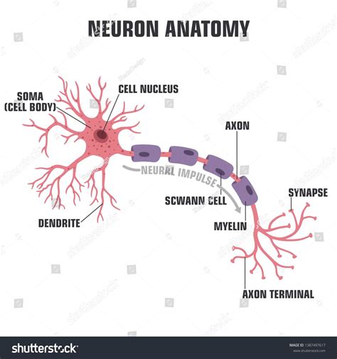Vector Scientific Icon Neuron Structure Description Of The Anatomy Of