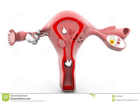 Menselijke Baarmoeder En Eierstokken Stock Foto Beeld