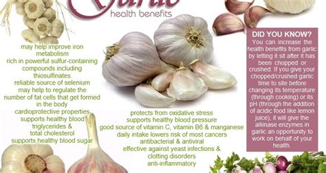 The Health Benefits Of Garlic Basic Health Care