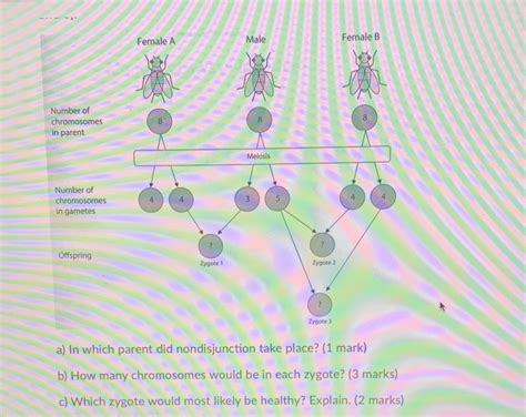 Solved Fruit Flies Normally Have Enlightened Chromosomes The Diagram Course Hero