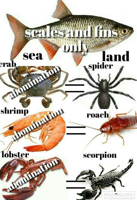 Clean And Unclean Animals In The Bible Chart